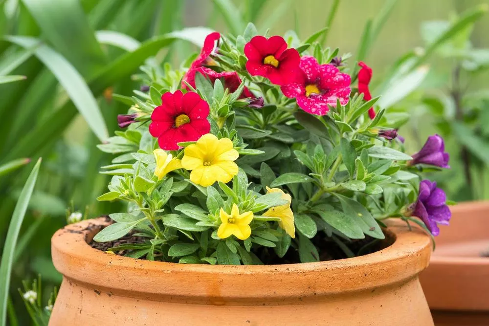 The Best Plants For Your Home